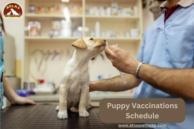 How Norco Animal Hospital Provides Advanced Care for Pets with Chronic Conditions