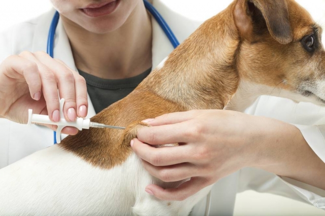 Microchipping, Deworming, and Wellness Exams: The Complete Guide to Keeping Your Dog Healthy & Safe